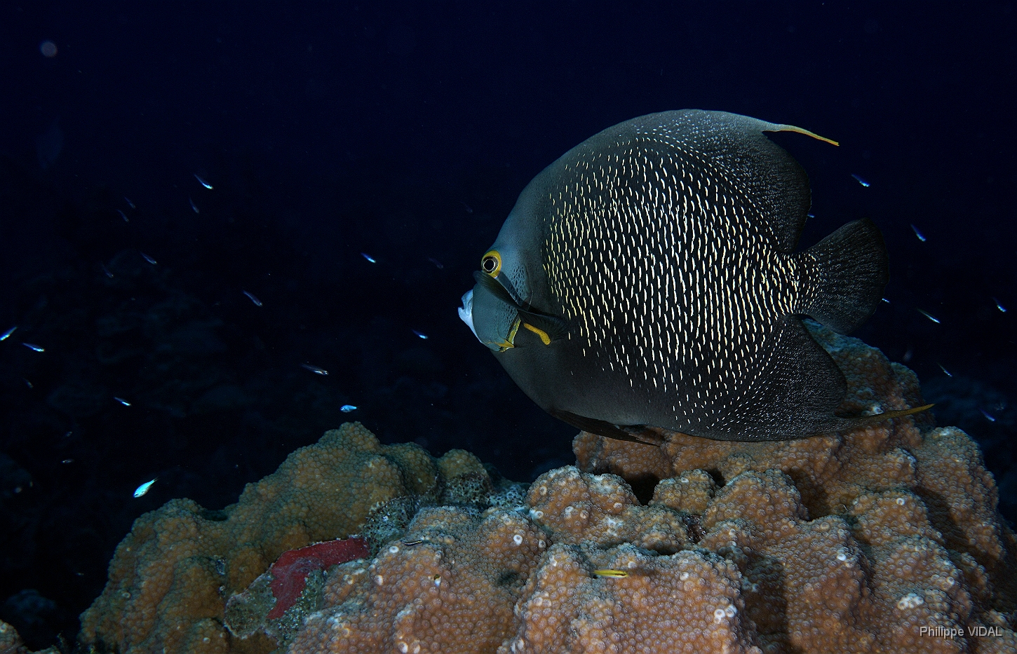 MediaEarth - Bahamas 2017 - DSC02381_rc - French angelfish - Pomacanthus paru.jpg